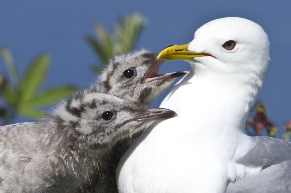 Close Up Of A Mew Gull With Two Hungry Chicks Potter Marsh Southcentral Alaska Summer Canvas Art - Ken Baehr Design Pics (34 x 22)