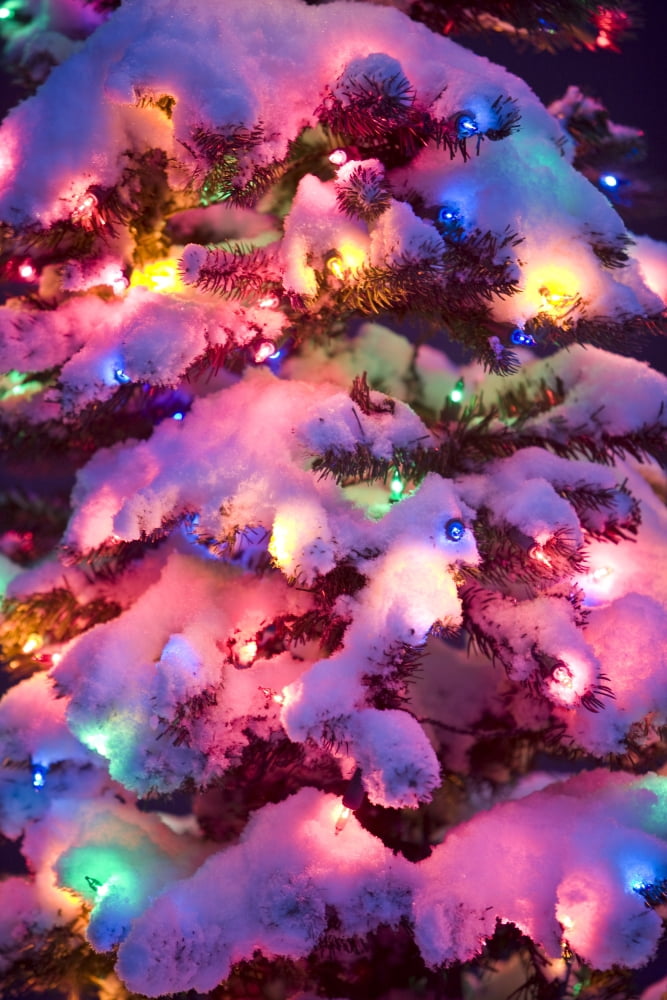 Close Up Of A Multi-Colored Christmas Tree Lit At Dusk Outside In Winter Canvas Art - Kevin Smith Design Pics (11 x 17)