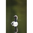 thumbnail image 1 of Close Up Of A Pacific Loon Swimming In A Pond In Chugach State Park Near Anchorage Southcentral Alaska Summer, 1 of 4