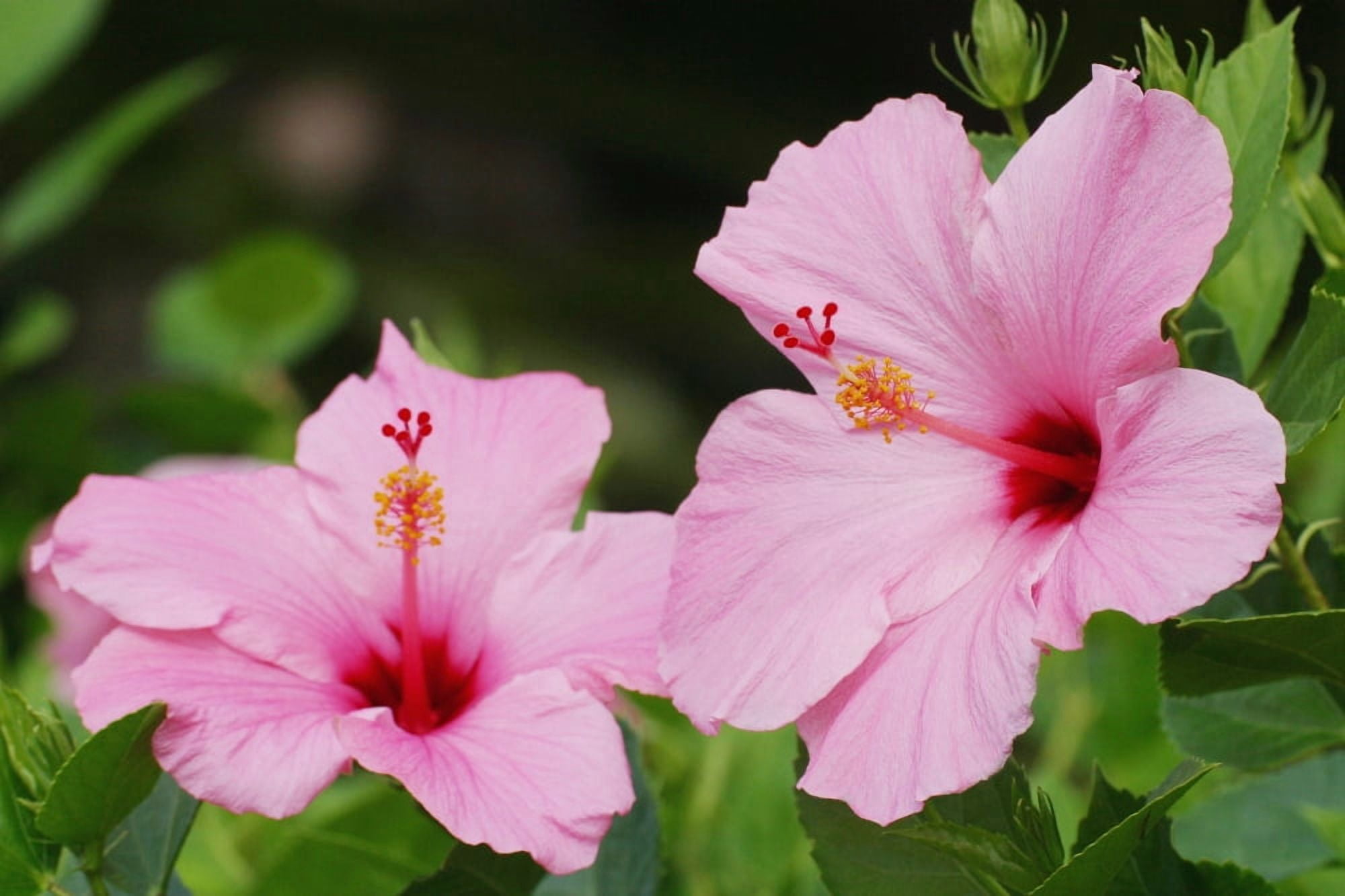 Close-Up Of A Pair Of Pink Hibiscus Canvas Art - Ron Dahlquist Design Pics (36 x 24)