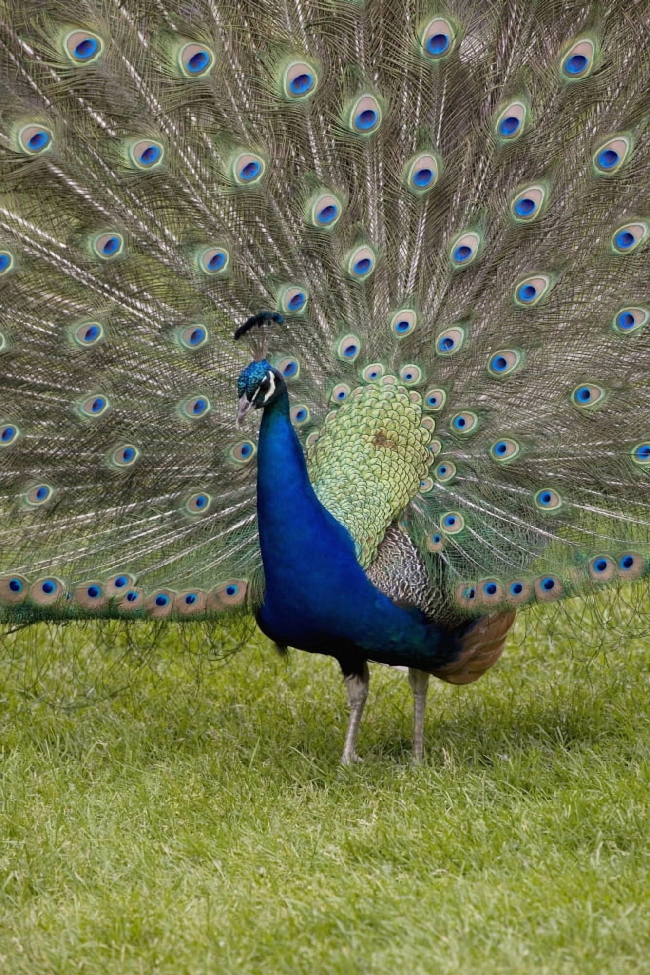 Close-Up Of A Peacock With Feathers Fanned Calgary Alberta Canada Canvas Art - Michael Interisano Design Pics (24 x 38)