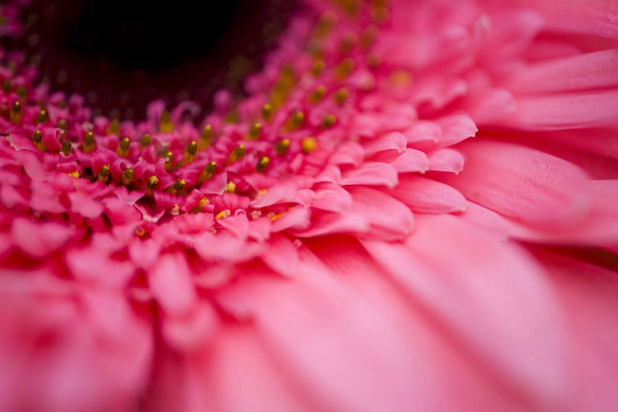 Close Up Of A Pink Flower Canvas Art - Craig Tuttle Design Pics (20 x 13)