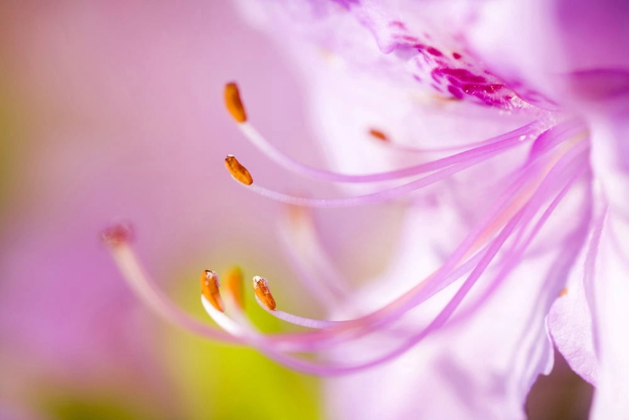 Close Up Of A Pink Flower Canvas Art - Craig Tuttle Design Pics (20 x 13)
