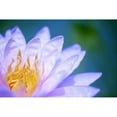 thumbnail image 1 of Close Up Of A Pink Flower; Hawaii, United States Of America by Kicka Witte / Design Pics (19 x 12), 1 of 3