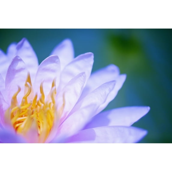 Close Up Of A Pink Flower; Hawaii, United States Of America by Kicka Witte / Design Pics (19 x 12)
