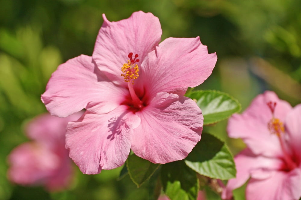 Close-Up Of A Pink Hibiscus Canvas Art - Ron Dahlquist Design Pics (36 x 24)