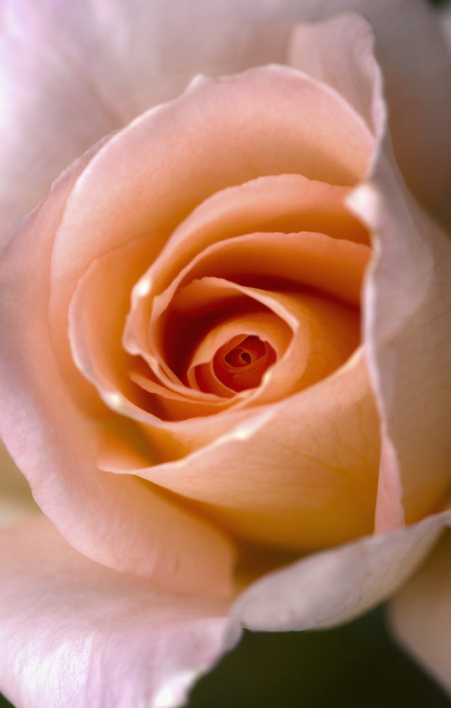 Close Up Of A Pink Rose Berkeley California United States of America Canvas Art - Laura Ciapponi Design Pics (12 x 19)