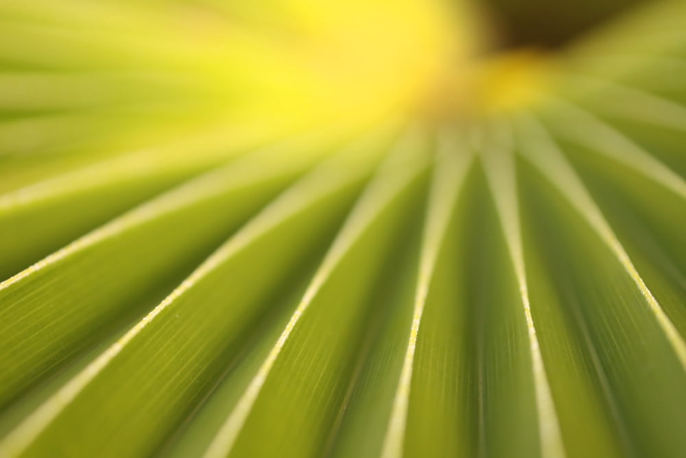 Close Up Of A Plant On The Island Of Kauai Hawaii Canvas Art - Robert Postma Design Pics (34 x 22)