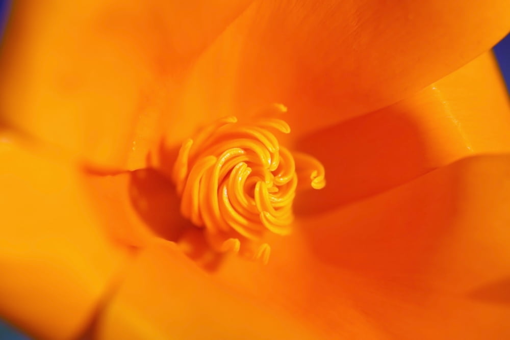 Close Up Of A Poppy Flower Happy Valley Oregon Usa Canvas Art - Craig Tuttle Design Pics (19 x 12)