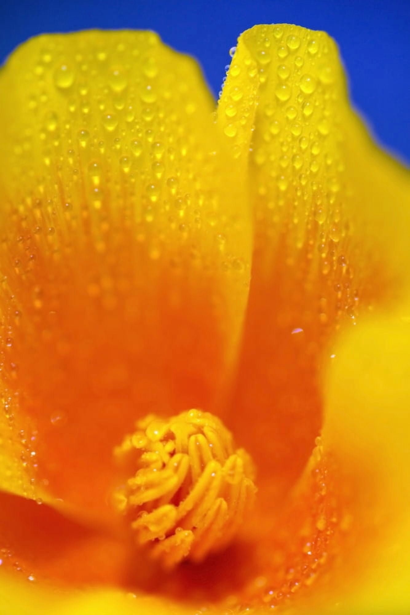 Close Up Of A Poppy With Dew On The Petals Happy Valley Oregon Usa Canvas Art - Craig Tuttle Design Pics (24 x 38)