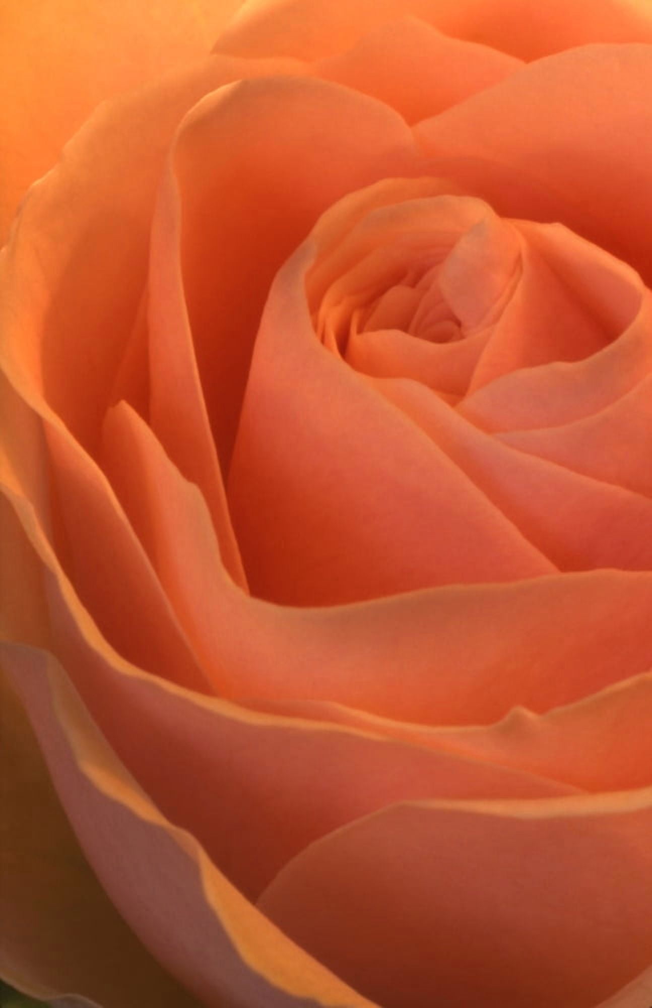 Close Up Of A Rose Bud Canvas Art - Alan Marsh Design Pics (11 x 17)