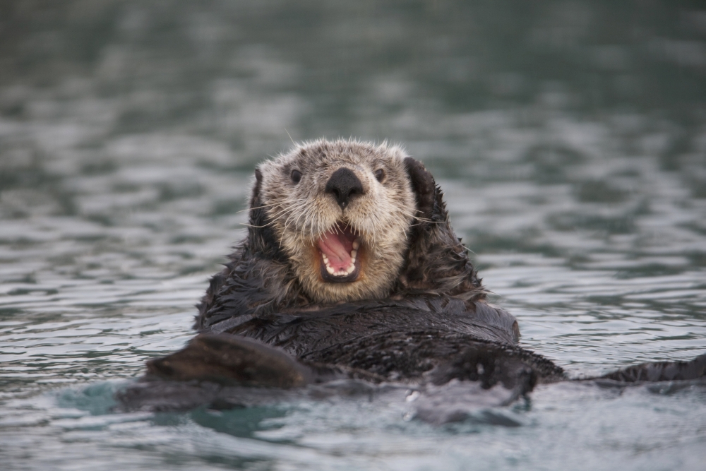 Close Up Of A Sea Otter Swimming On Back In Prince William Sound Alaska Southcentral Winter Canvas Art - Milo Burcham Design Pics (19 x 12)