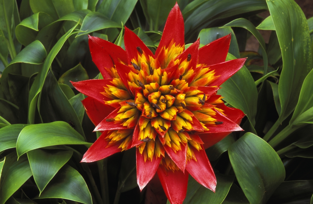 Close-Up Of A Single Red Bromeliad Blooming With Yellow Center Green Leaves Canvas Art - Peter French Design Pics (34 x 22)