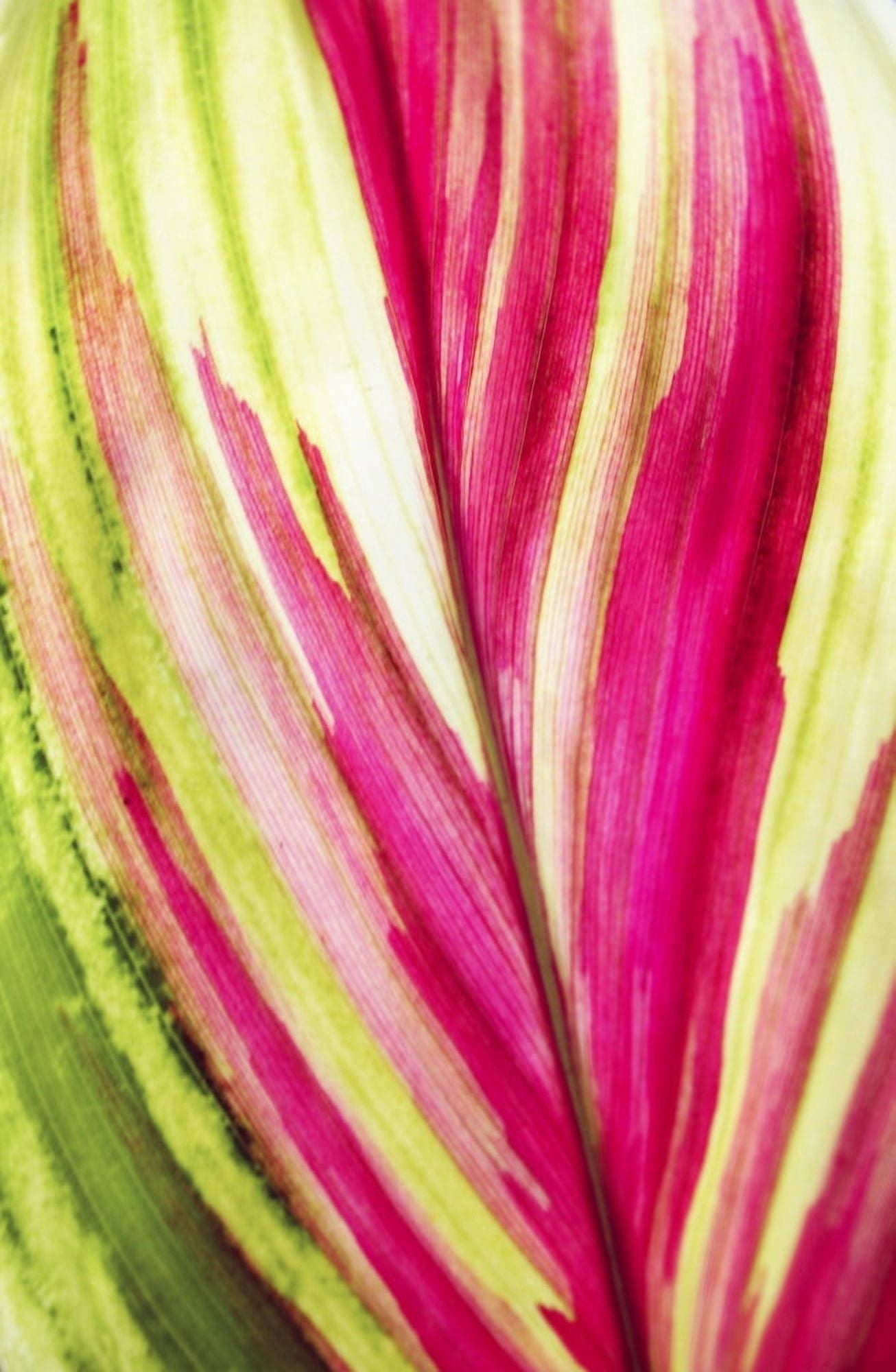 Close-Up Of A Ti Plant Red And Green Canvas Art - Brandon Tabiolo Design Pics (22 x 34)