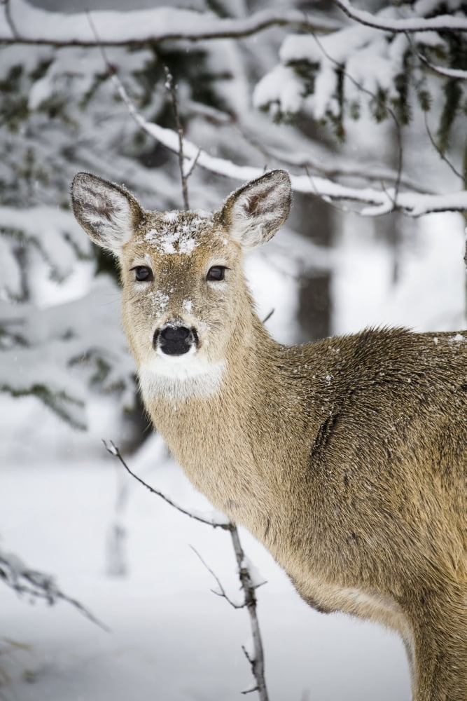 Close Up Of A Young Deer In A Snow Covered Forest Kananaskis Country Alberta Canada Canvas Art - Michael Interisano Design Pics (24 x 38)