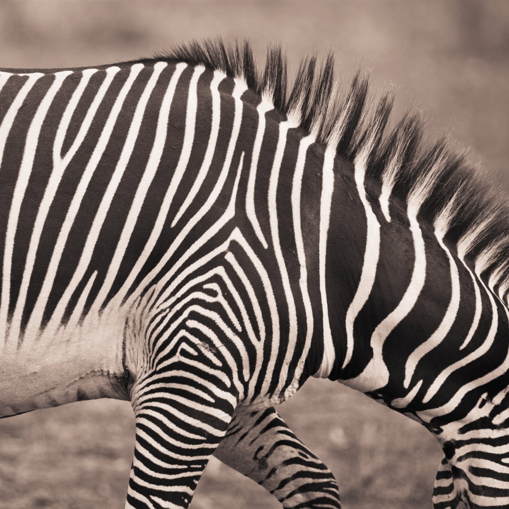 Close-Up Of A Zebra Kenya Canvas Art - David DuChemin Design Pics (15 x 15)