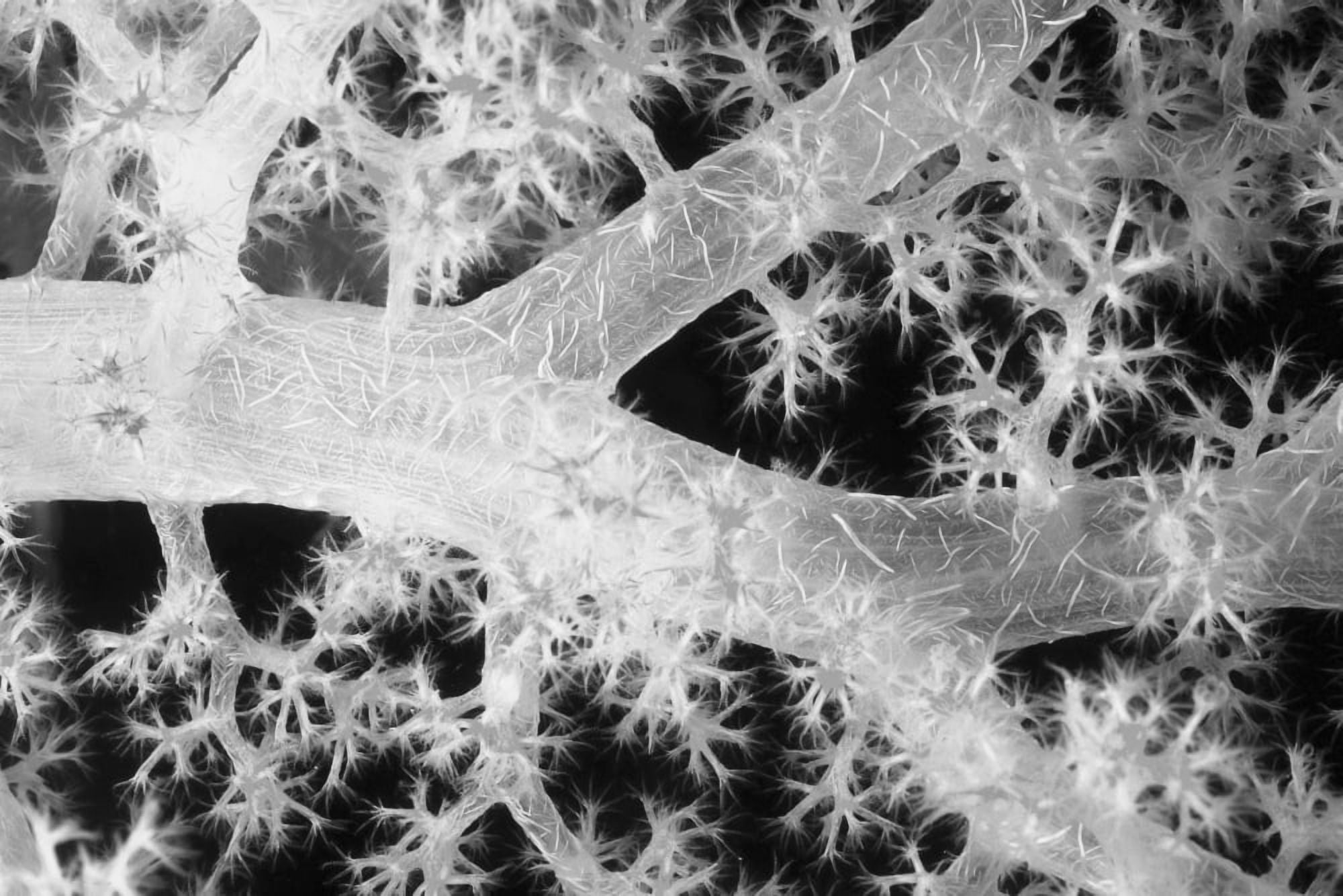Close-Up Of Alcyonarian Coral With Bundles Of Sclerites (Black And White Photograph) Canvas Art - Dave Fleetham Design Pics (20 x 13)