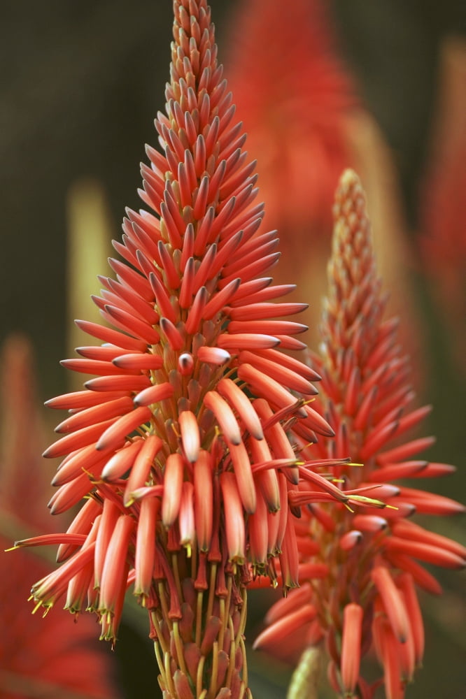 Close-Up Of Aloe Plant Canvas Art - Ron Dahlquist Design Pics (24 x 36)