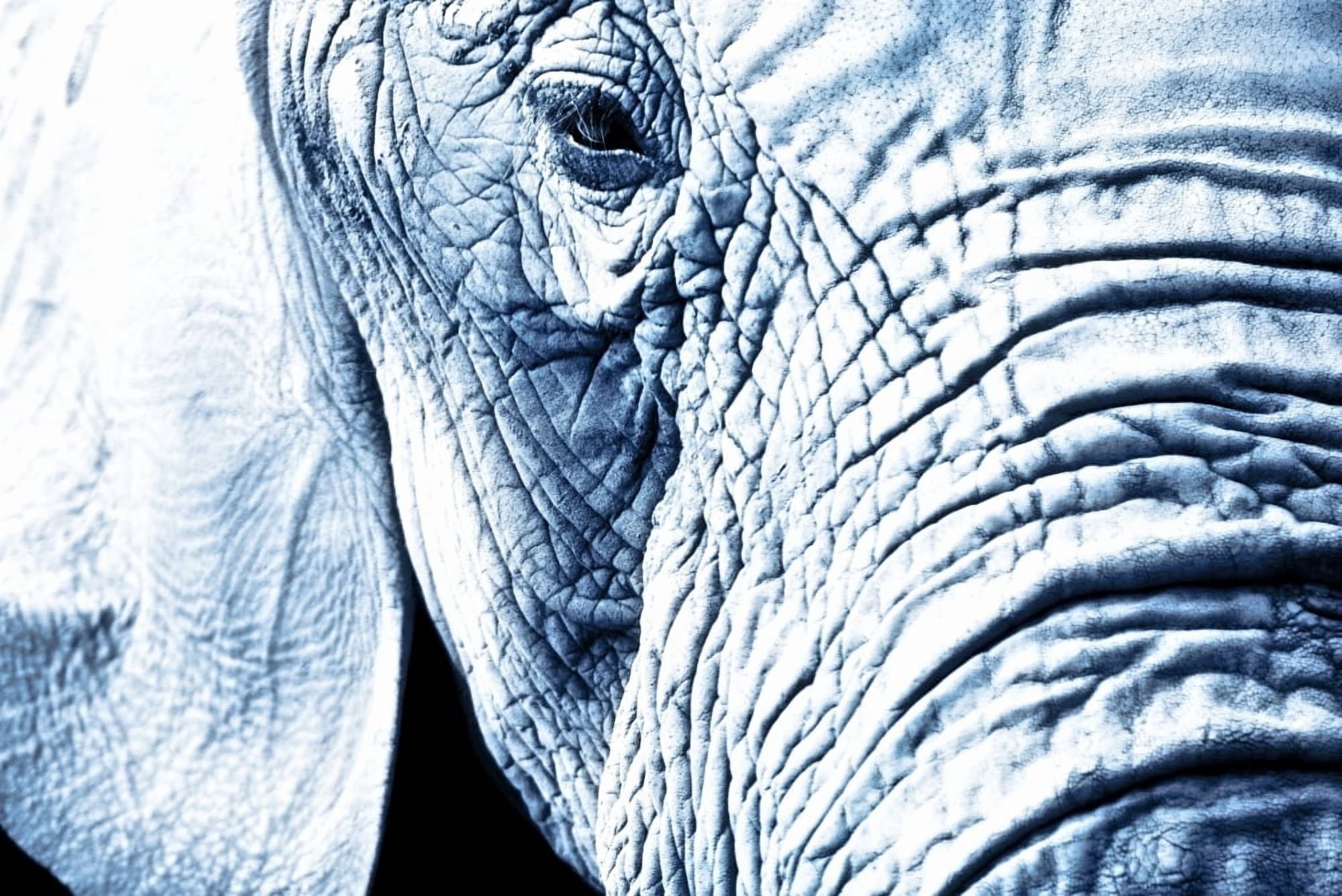 Close Up Of An Elephants Face Canvas Art - Chris and Kate Knorr Design Pics (36 x 24)