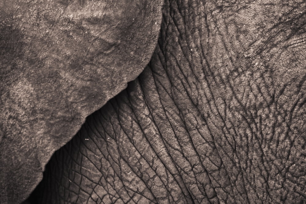 Close-Up Of An Elephants Skin Samburu Kenya Canvas Art - David DuChemin Design Pics (19 x 12)