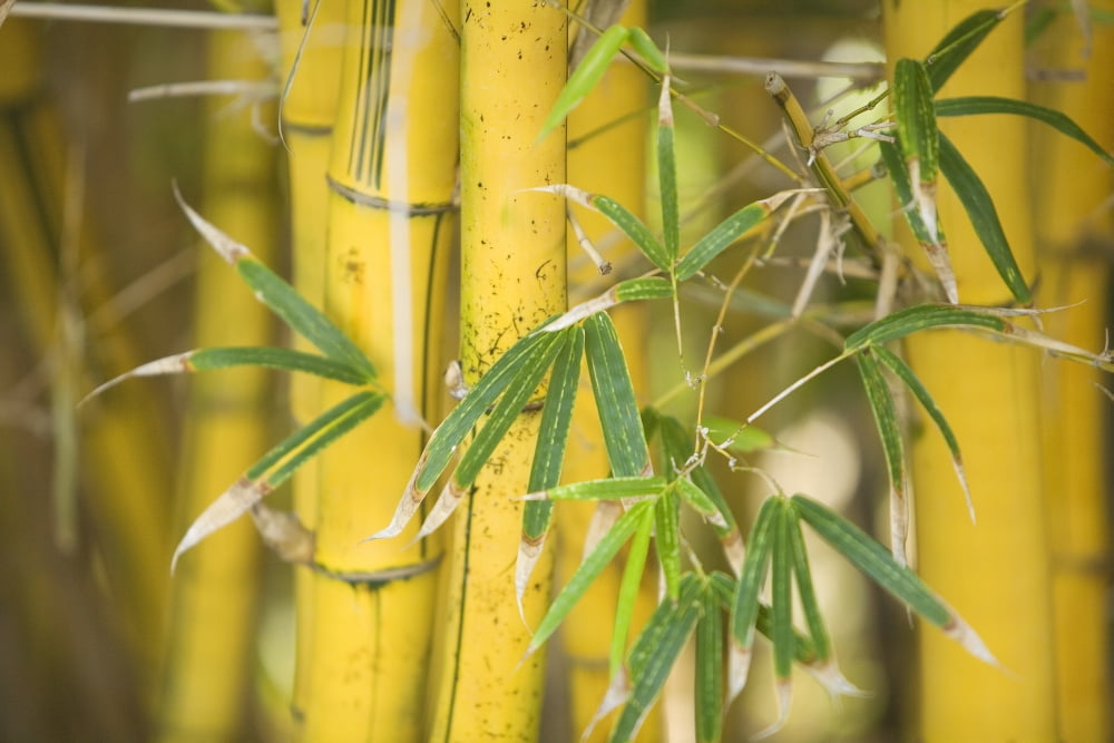 Close-Up Of Bamboo Stalks And Leaves Canvas Art - Ron Dahlquist Design Pics (34 x 22)