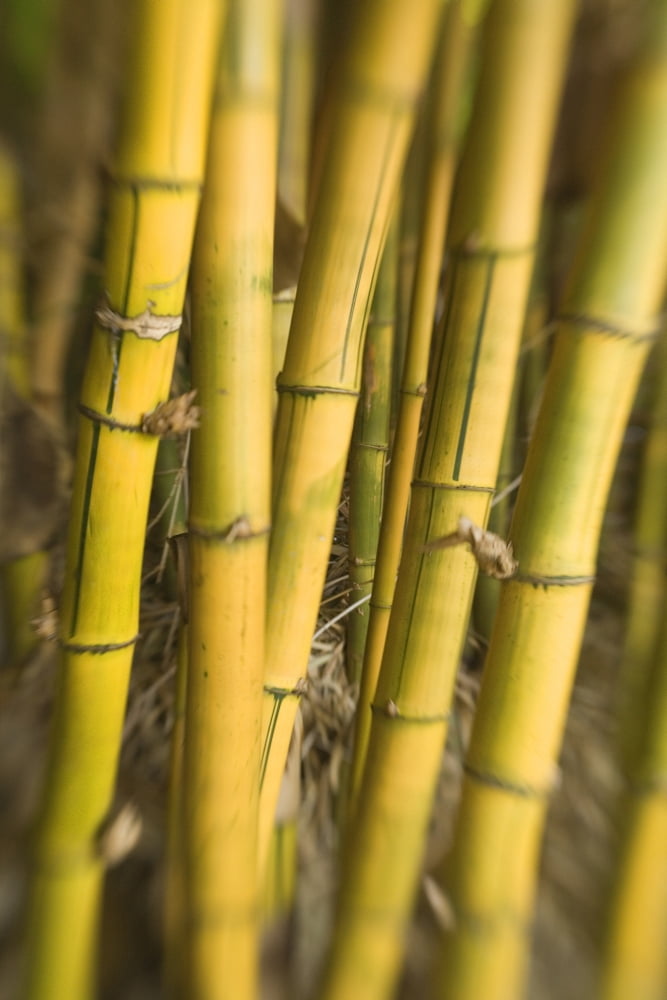 Close-Up Of Bamboo Stalks Canvas Art - Ron Dahlquist Design Pics (22 x 34)