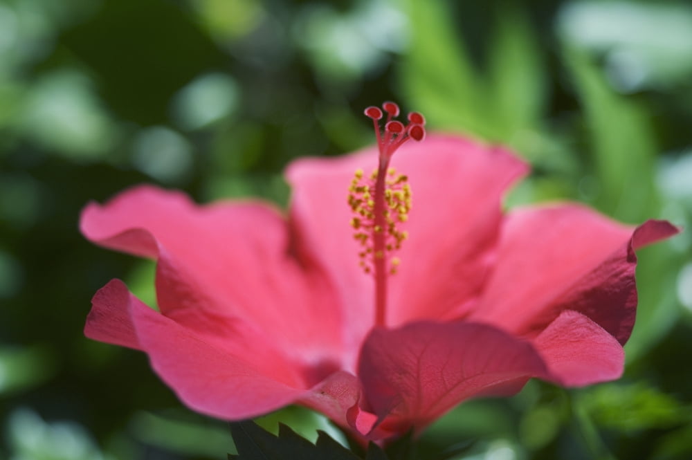 Close-Up Of Beautiful Bright Pink Hibiscus With Blue And Green Background Canvas Art - Mary Van de Ven Design Pics (17 x 11)