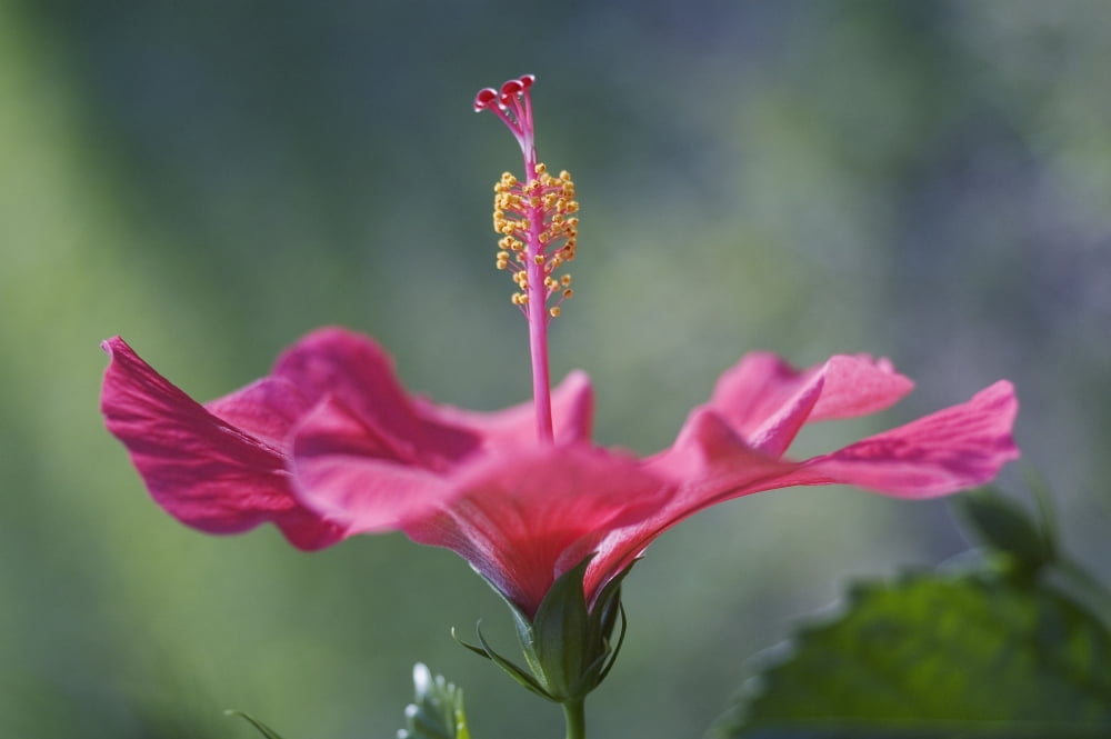 Close-Up Of Beautiful Bright Pink Hibiscus With Blue And Green Background Canvas Art - Mary Van de Ven Design Pics (17 x 11)