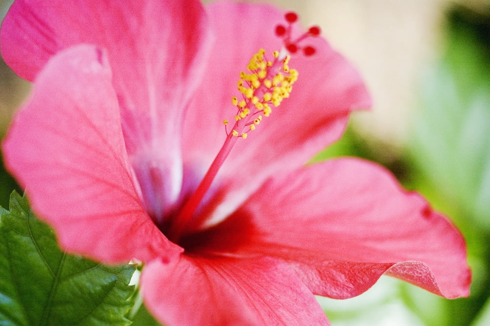 Close-Up Of Beautiful Bright Pink Hibiscus With Blue And Green Background Canvas Art - Mary Van de Ven Design Pics (17 x 11)