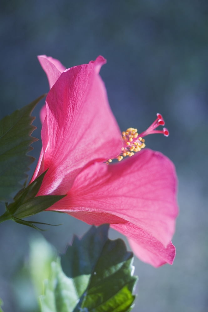 Close-Up Of Beautiful Bright Pink Hibiscus With Blue And Green Background Canvas Art - Mary Van de Ven Design Pics (22 x 34)