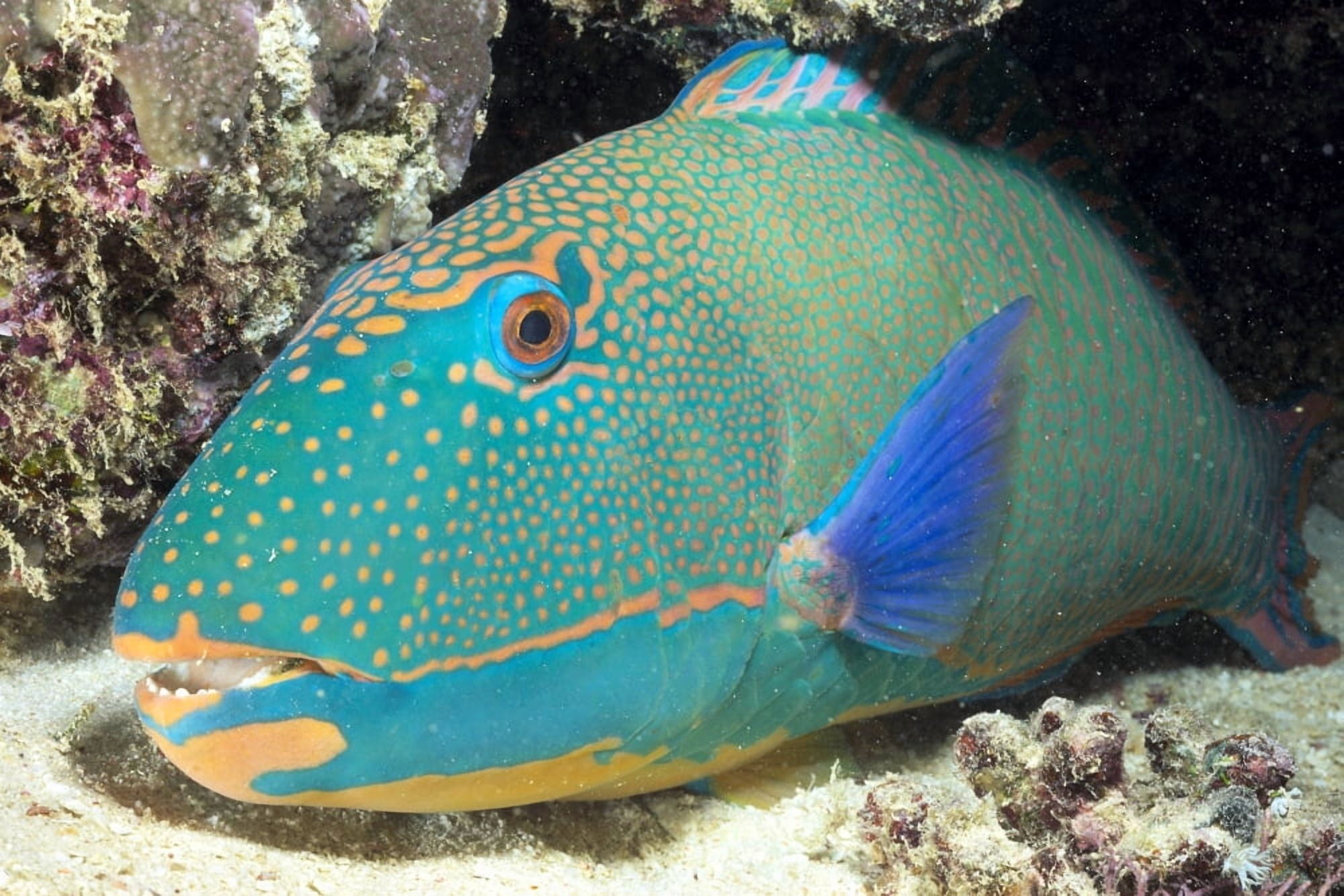 Close-Up Of Bicolor Parrotfish In Crevice On Ocean Floor Mouth Open Slightly (Cetoscarus Bicolor) Canvas Art - Dave Fleetham Design Pics (38 x 24)