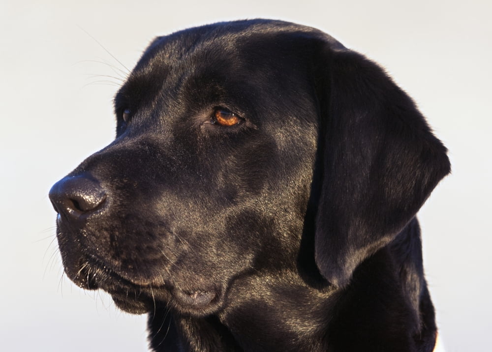 Close-Up Of Black Labrador Retriever Canvas Art - Ben Welsh  Design Pics (36 x 26)
