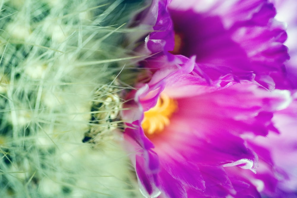 Close-Up Of Blooming Purple Barrel Cactus Canvas Art - Ray Laskowitz Design Pics (17 x 11)