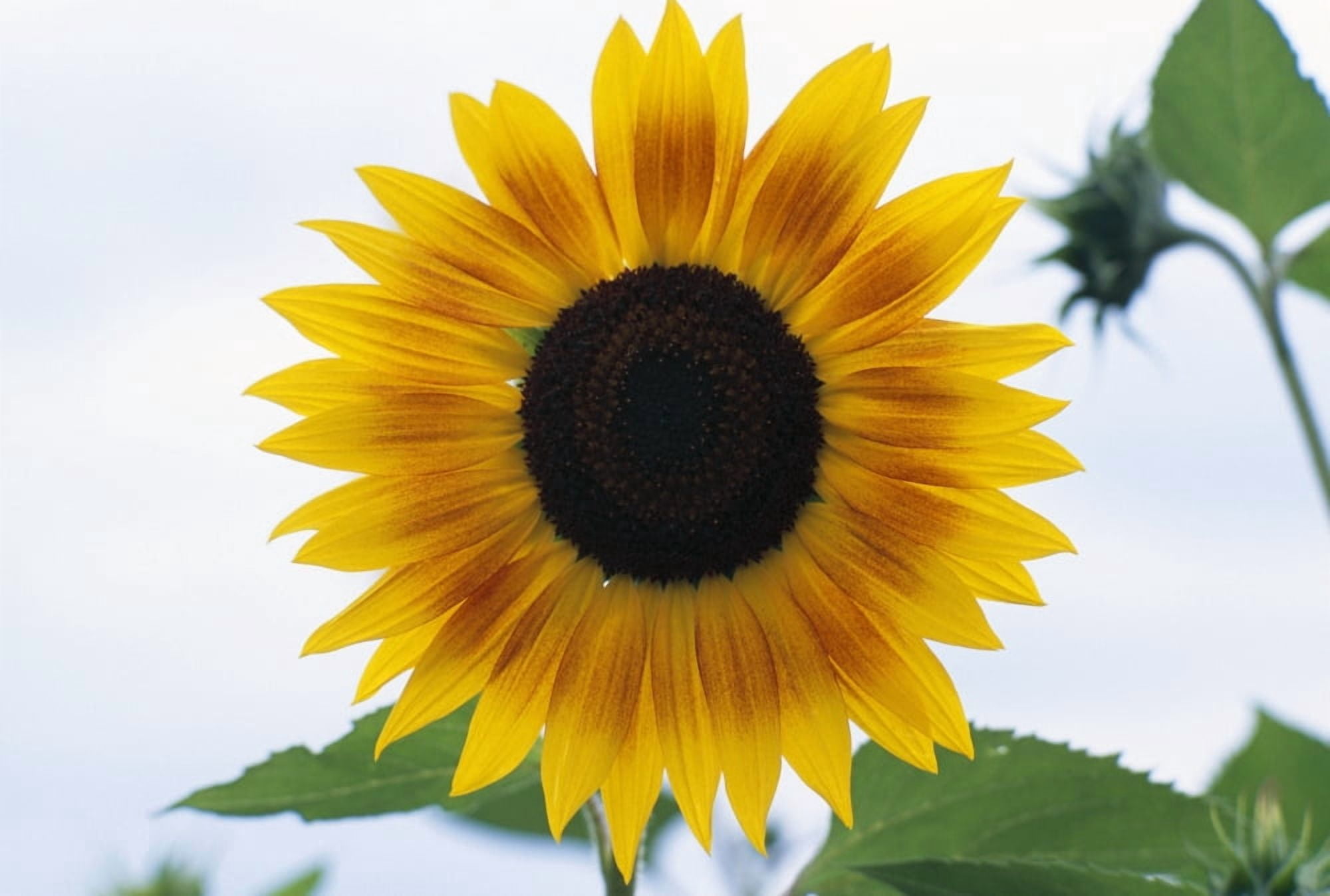 Close-Up Of Blooming Sunflower Canvas Art - Dan Sherwood Design Pics (18 x 12)