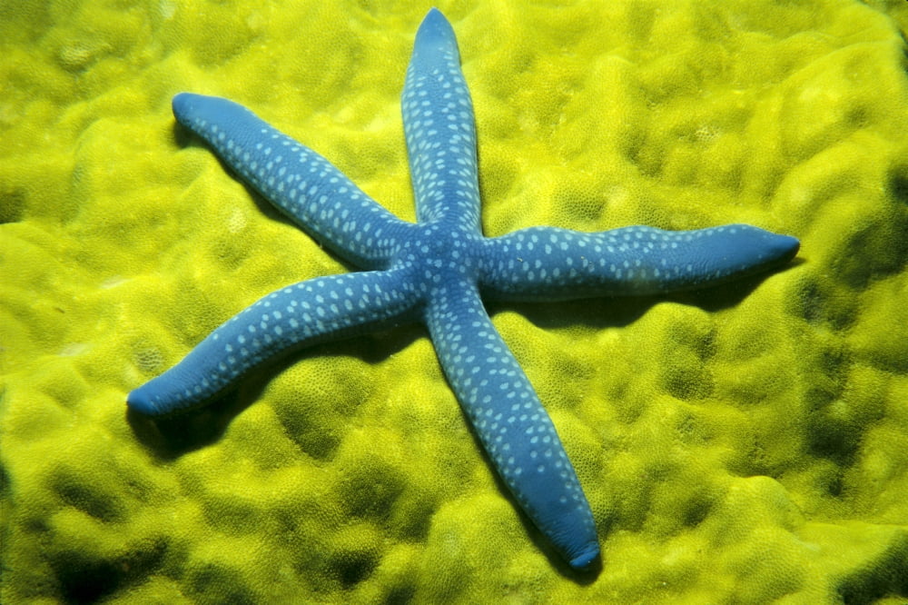 Close-Up Of Blue Starfish On Poritirs Coral (Linckia Laevigata) C1921 Canvas Art - Mitchell Warner Design Pics (19 x 12)
