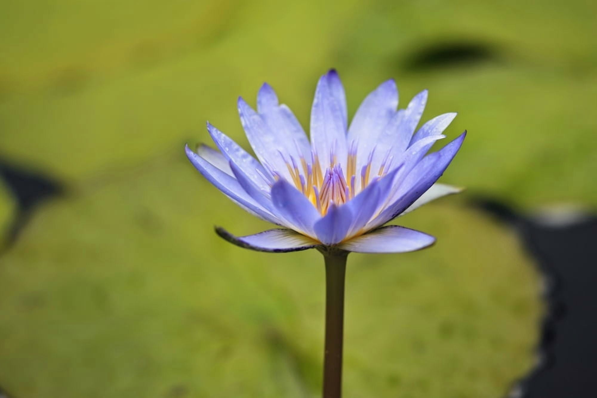 Close-Up Of Blue Water Lily Winnipeg Manitoba Canada Canvas Art - Ken Gillespie Design Pics (18 x 12)