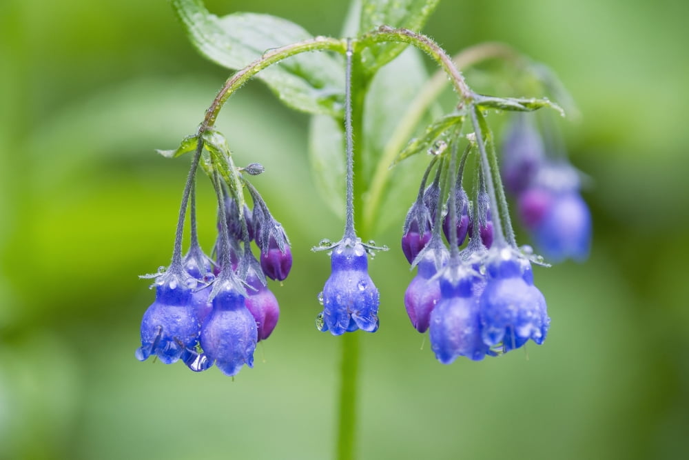 Close Up Of Bluebells Chugach State Park Southcentral Alaska Summer Canvas Art - Carl R Battreall Design Pics (19 x 12)
