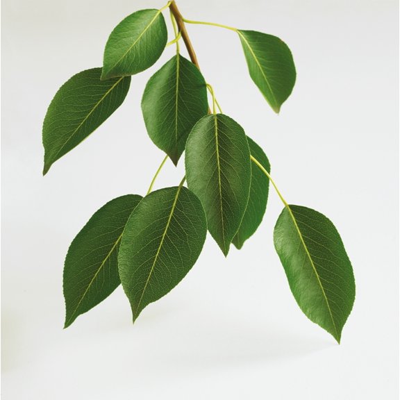 Close-Up Of Branch And Leaves Of Pear Tree Poster Print