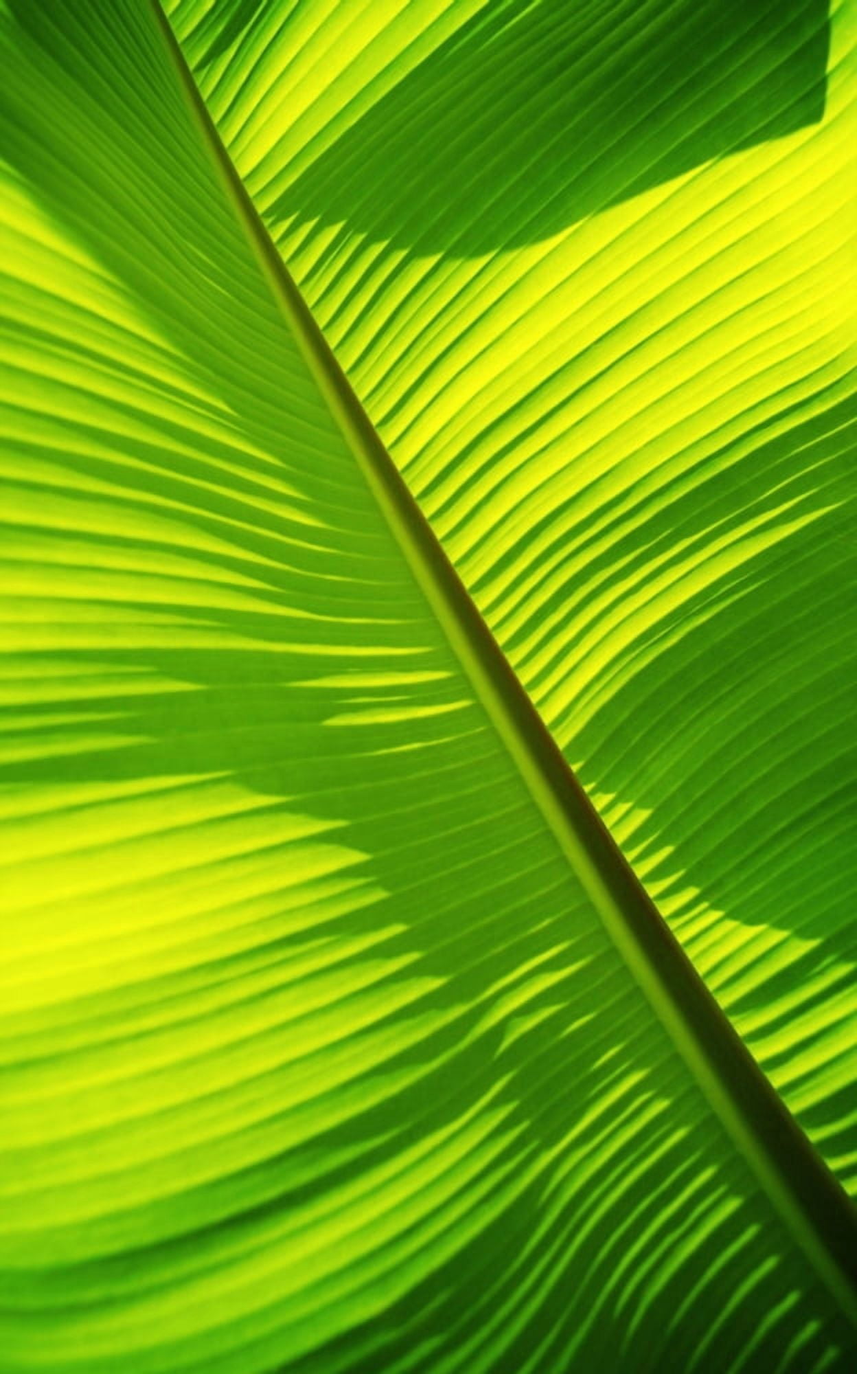 Close-Up Of Bright Green Banana Leaf Pattern Forms Off The Main Rib Canvas Art - Carl Shaneff Design Pics (11 x 18)