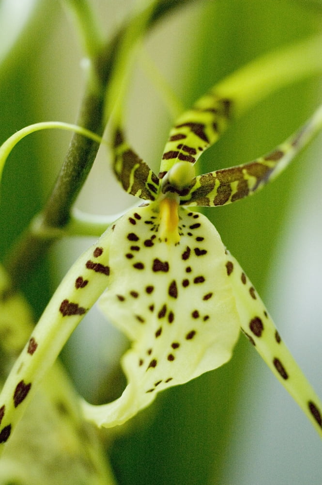 Close-Up Of Bright Green Spider Orchid Canvas Art - Mary Van de Ven Design Pics (22 x 34)