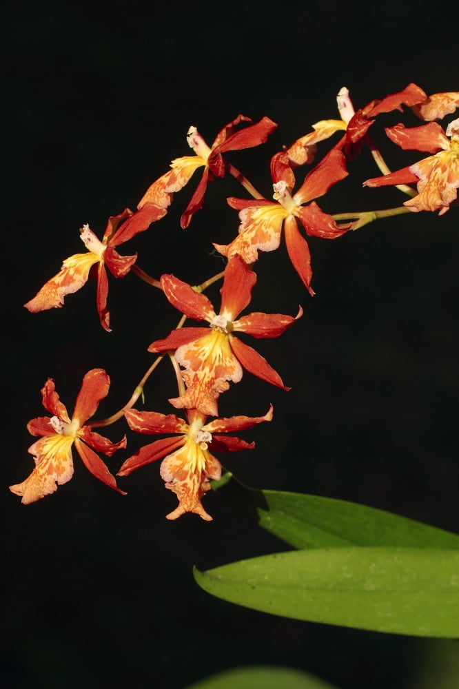 Close-Up Of Bright Orange Orchids Canvas Art - Ron Dahlquist Design Pics (24 x 36)