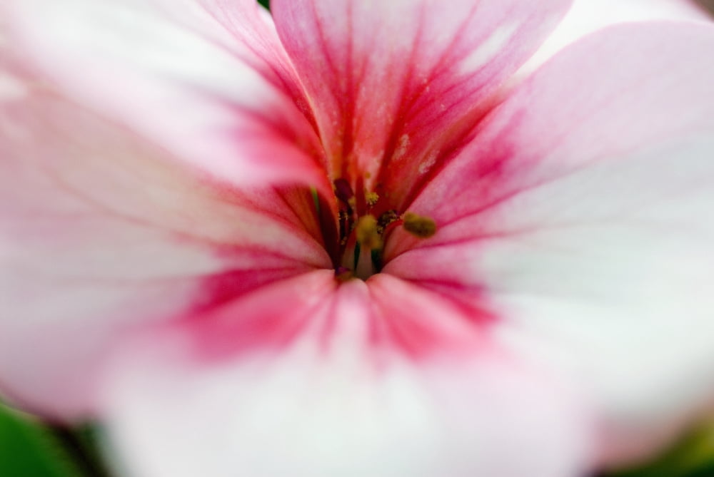 Close-Up Of Bright Pink Flower Canvas Art - Ray Laskowitz Design Pics (34 x 22)