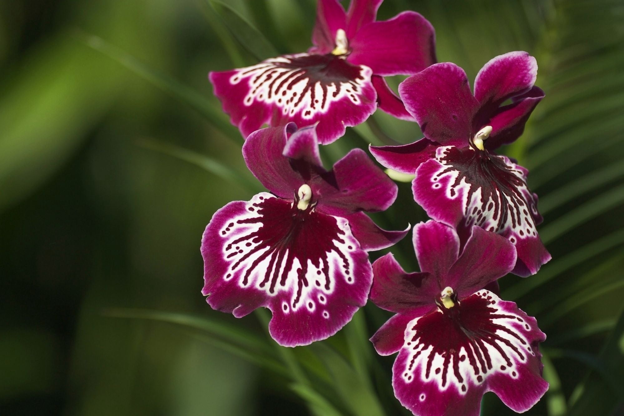 Close-Up Of Bright Purple And White Orchid Canvas Art - Ron Dahlquist Design Pics (36 x 24)