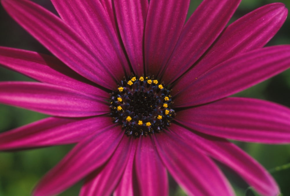Close-Up Of Bright Purple Daisy With Yellow In Center Canvas Art - Mary Van de Ven Design Pics (17 x 11)