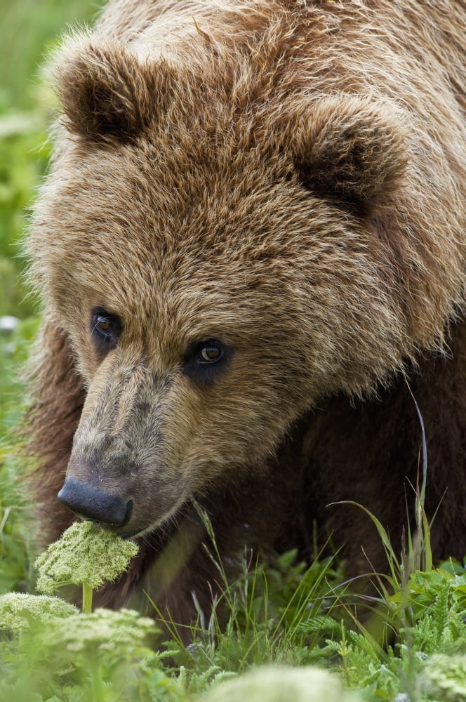 Close Up Of Brown Bear Eating Grasses In Hallo Bay Katmai National Park Southwest Alaska Summer Canvas Art - Cathy Hart Design Pics (12 x 19)