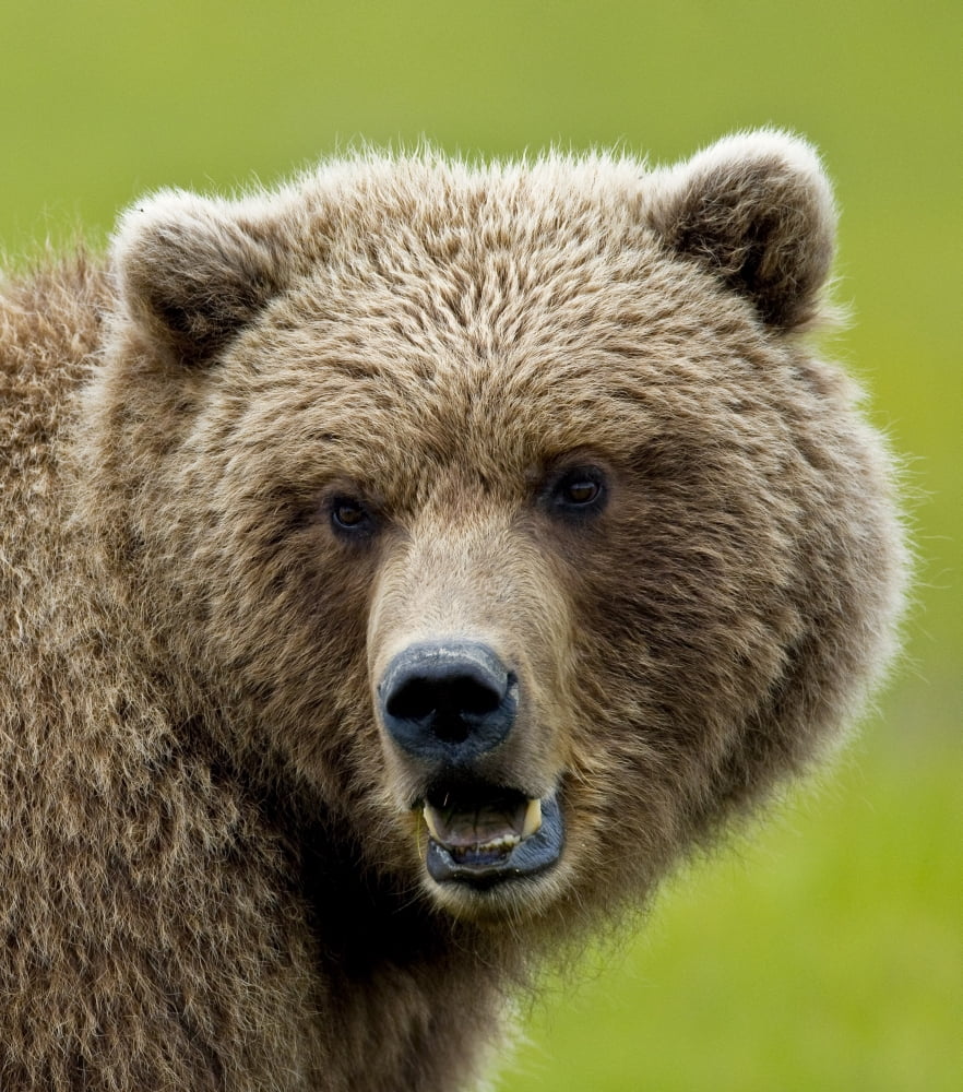 Close Up Of Brown Bear In Sedge Grasses In Hallo Bay Katmai National Park Southwest Alaska Summer Canvas Art - Cathy Hart Design Pics (28 x 32)