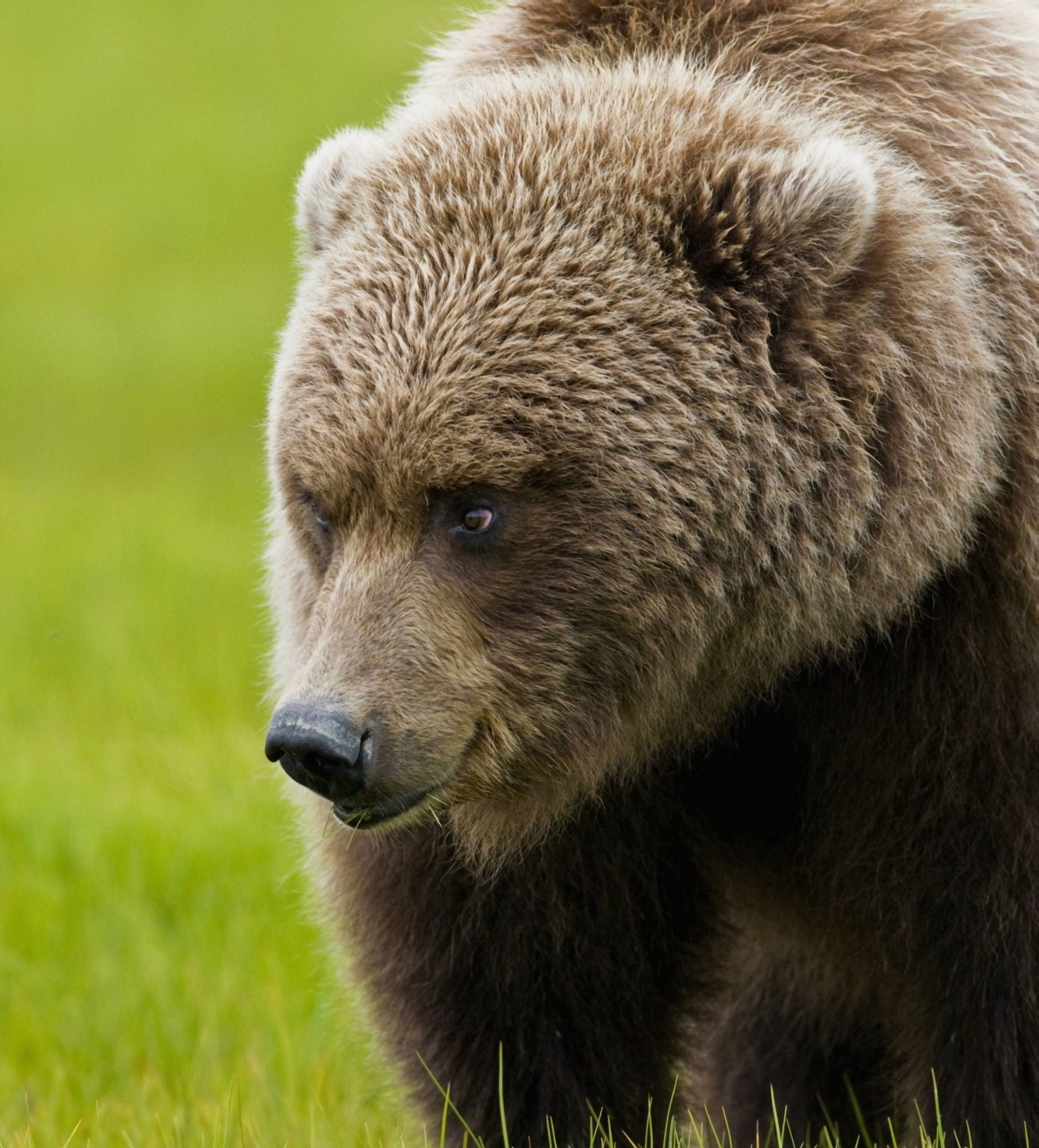 Close Up Of Brown Bear In Sedge Grasses In Hallo Bay Katmai National Park Southwest Alaska Summer Canvas Art - Cathy Hart Design Pics (28 x 32)