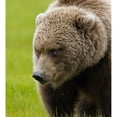 thumbnail image 1 of Close Up Of Brown Bear In Sedge Grasses In Hallo Bay Katmai National Park Southwest Alaska Summer Print, 1 of 3