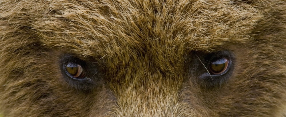 Close Up Of Brown Bears Eyes In Hallo Bay Katmai National Park Southwest Alaska Summer Canvas Art - Cathy Hart Design Pics (21 x 8)