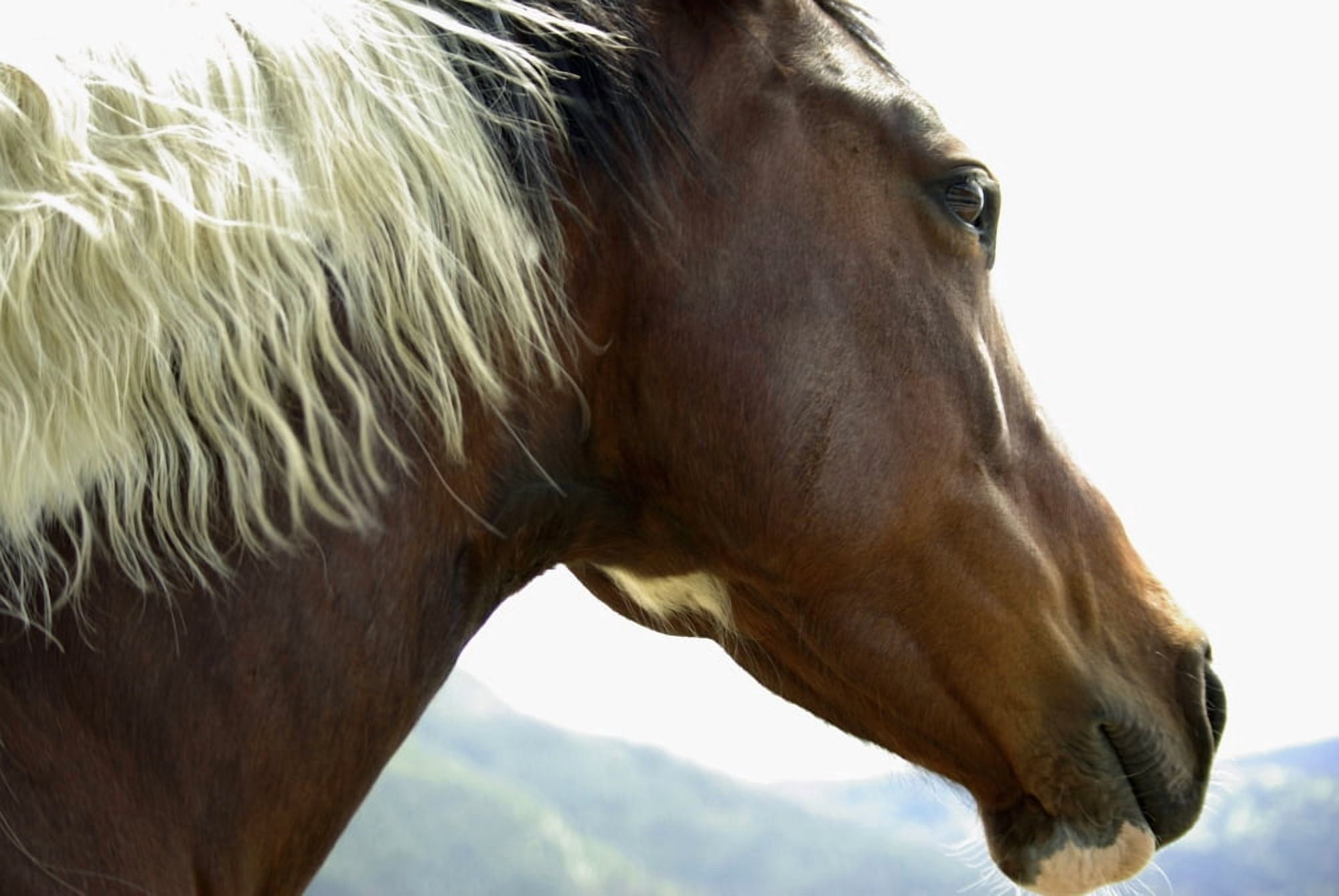 Close-Up Of Brown Pinto Pony With White And Black Mane Canvas Art - Gail Schack Design Pics (17 x 11)